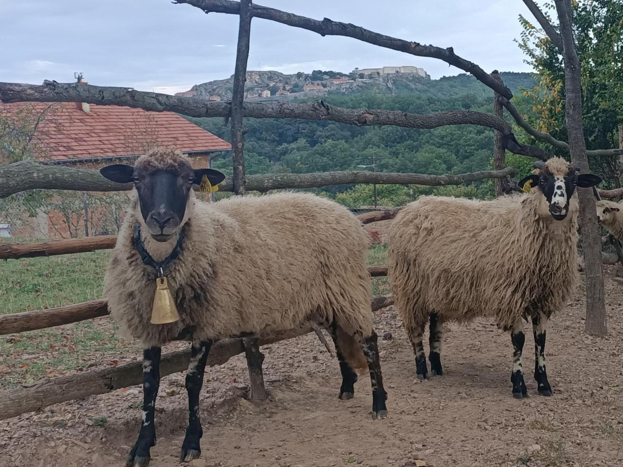 Welcoming B&B in a quiet yet accessible suburb Knin Exterior foto